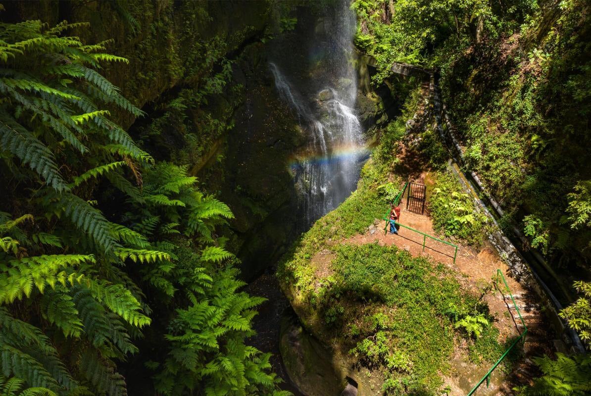La jungla española es uno de los pocos reductos mundiales de laurisilva, un bosque primitivo y frondoso. (Turismo de Canarias)