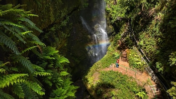 El bosque de España que parece del trópico: casi nadie conoce la “Selva de Sumatra” declarada Reserva de la Biosfera