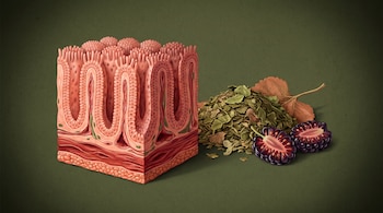 Corte tridimensional de tejido intestinal con vellosidades junto a un montón de hojas secas trituradas y dos moras cortadas a la mitad.