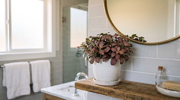 Planta fittonia de hojas rojas y verdes en maceta blanca sobre un estante de madera en un baño.