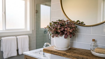Fitonia: la planta de interior ideal para decorar el baño por su adaptación a la humedad y luz indirecta