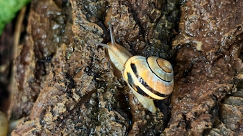 De adhesivos a protección: 5 funciones de la baba de caracol que la industria busca imitar