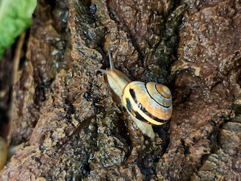 Un caracol con caparazón de rayas amarillas, marrones y negras, con el cuerpo beige, se desliza sobre una superficie húmeda y rugosa de color marrón oscuro