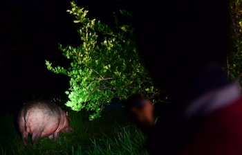 El estudio permitió conocer la vulnerabilidad de los ecosistemas estratégicos, áreas protegidas, y las amenazas que representa a especies nativas como el manatí y el chigüiro, evidenciando la alta vulnerabilidad de los complejos cenagosos de Ayapel (Córdoba), Zapatosa (Cesar) y Barbacoas (Antioquia), la Depresión Momposina y las áreas ribereñas del valle medio del río Magdalena. AFP