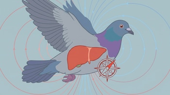 Cómo las palomas usan el hígado como brújula natural