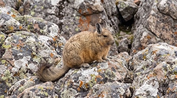 Una viscacha con pelaje marrón, orejas grandes y cola frondosa sentada sobre rocas grises y marrones con líquenes verdes y naranjas.