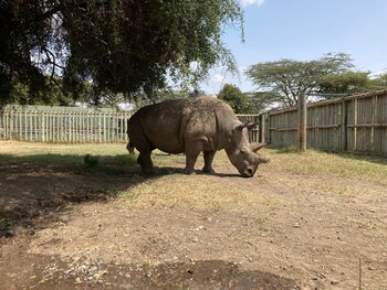 ARCHIVO - Fatu, un rinoceronte