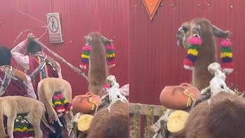 Personas con trajes tradicionales andinos sostienen a una llama decorada con adornos de colores frente a una pared de metal rojo