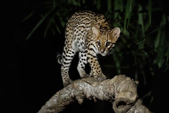 Un margay de pelaje moteado y ojos grandes camina sobre una rama gruesa en un fondo oscuro con vegetación