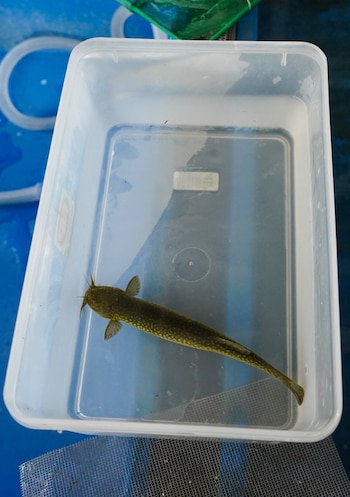 Eremophilus mutisii o pez capitán