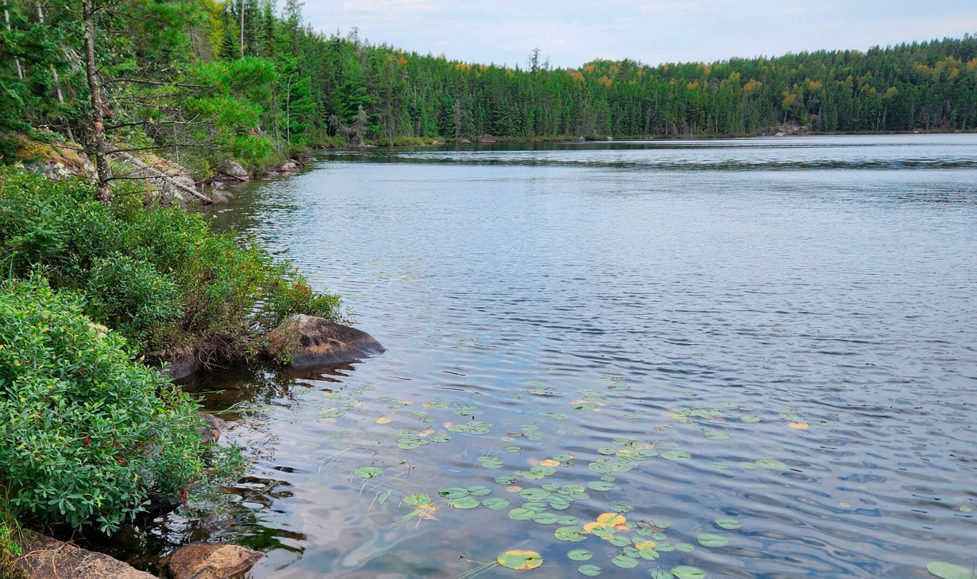 El etinilestradiol presente en aguas residuales alteró el comportamiento reproductivo de los machos de Pimephales promelas en un lago experimental (Karen Kidd/Universidad McMaster)