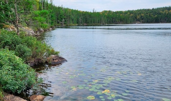 Un lago rodeado por un bosque de pinos, con rocas, matorrales en la orilla y nenúfares flotando sobre el agua
