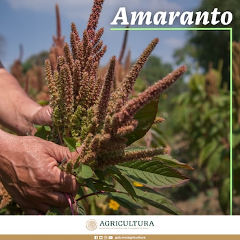 Dos manos sostienen un manojo de tallos de amaranto con inflorescencias rojizas y hojas verdes en un campo de cultivo bajo un cielo azul
