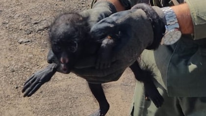 Efectivos de Gendarmería Nacional rescataron un mono Carayá en un control vial en Chaco