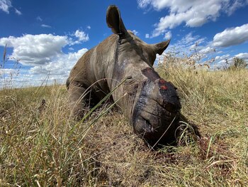 turismo áfrica nytimes