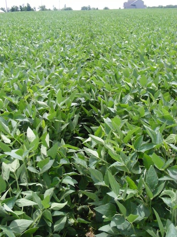 Plantación de soja