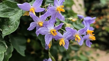 Las señales eléctricas se desplazan