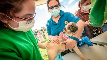 Veterinaria muestra una tasa de