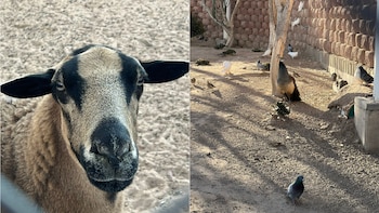 Estos son los otros animales