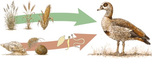 El Centro Senckenberg y la Universidad Goethe de Fráncfort evaluaron durante cuatro años el impacto ambiental del ganso egipcio en Alemania (Gentileza, estudio: Investigaciones dietéticas y parasitológicas plurianuales de gansos egipcios invasores ( Alopochen aegyptiaca ) en el centro de Alemania, publicado en International Journal for Parasitology: Parasites and Wildlife)