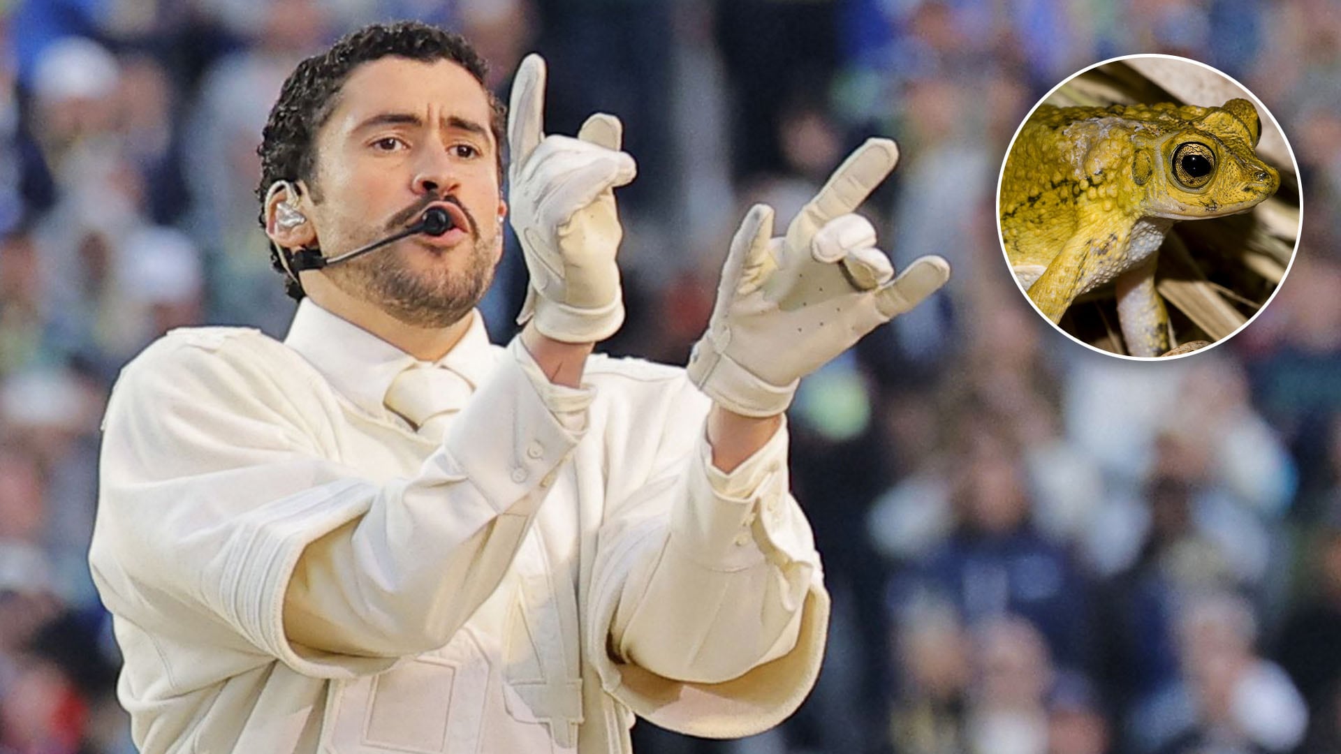 Bad Bunny populariza al sapo concho, un anfibio endémico de Puerto Rico, y lo convierte en símbolo de orgullo y conservación ambiental./Reuters