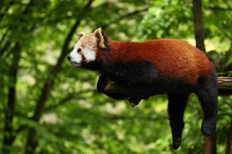 Los pandas rojos están en peligro de extinción y la fragmentación del hábitat figura entre las principales amenazas para la especie (Magnific)