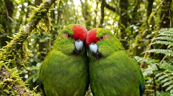Dos periquitos de plumaje verde, frente roja y pico blanco se tocan la cabeza en un bosque con ramas cubiertas de musgo y hojas.