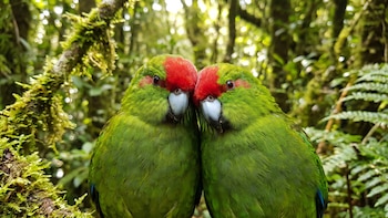 Una pareja de periquitos en peligro crítico cría 55 polluelos en dos años y desafía el colapso de su especie