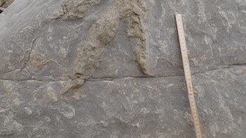 La IA arroja luz sobre