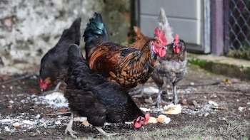 España levanta parcialmente el confinamiento de las aves de corral por la gripe aviar: la restricción se mantiene en 1.201 municipios