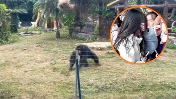 Golpean a un chimpancé con una botella de agua y el animal le devuelve el golpe.