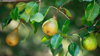 Consejos para podar árboles frutales