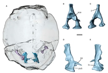 Descubren en Siria la tortuga marina fósil más antigua de su grupo