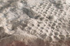 Un estudio publicado en Earth-Science Reviews concluyó que los túneles fósiles de paleodictión fueron construidos por pequeños artrópodos y no por gusanos (Gentileza, estudio ¿Pueden los artrópodos producir Paleodictyon?, publicado en Earth-Science Reviews)