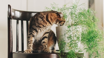 Al convivir con algunas especies