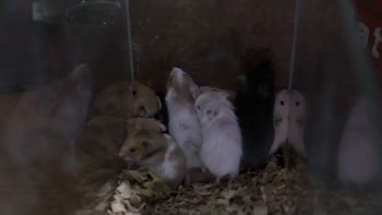 Animales rescatados en Uruguay en un operativo policial (Ministerio del Interior)