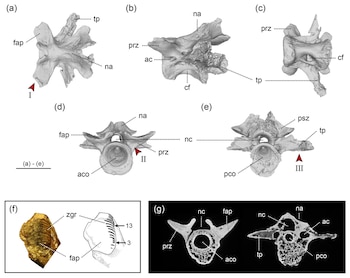 Reconstrucciones 3D de vértebras, una pieza fósil con su dibujo esquemático y cortes transversales óseos, todas con etiquetas de estructuras anatómicas