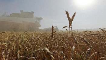 El campo no tendrá los