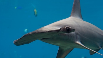 Perú permitirá la pesca de