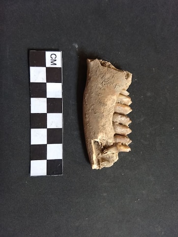 Un hueso de venado, uno