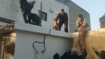 Policías rescataron a perritos que