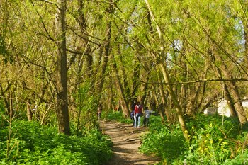 "Los árboles nativos son fundamentales