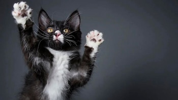 ¿El color de tu gato influye en su personalidad? Esto dice la ciencia (Getty Images)