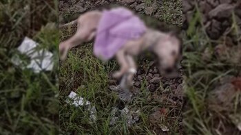 Indignación por cuerpo de mascota