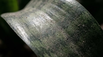 Primer plano de una hoja de planta Sansevieria verde con tonos grises, totalmente cubierta por una capa gruesa de polvo.