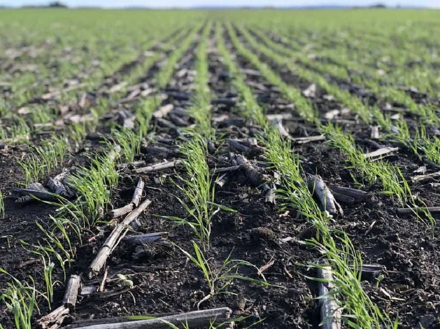 La siembra de trigo entra en su tramo final mientras avanzan la cosecha de maíz y sorgo