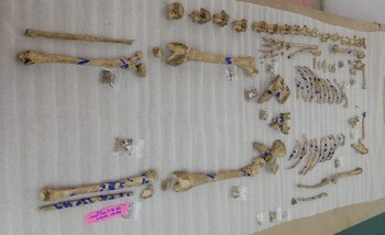 Se cree que murió entre