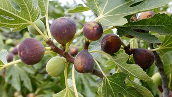 Cuál es la fruta que