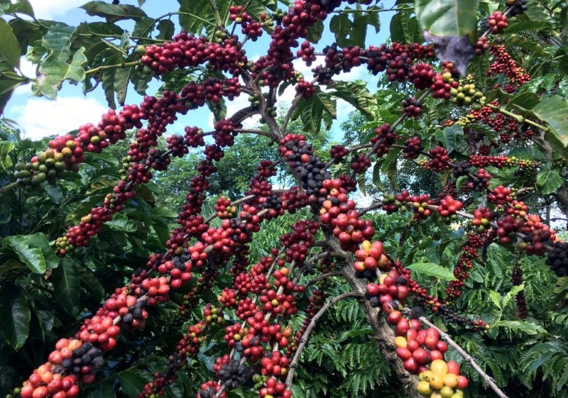 Las plantaciones de café situadas a menos de 1,000 metros de altitud registran las mayores afectaciones por la variabilidad del clima. (REUTERS/Jose Roberto Gomes/Archivo)