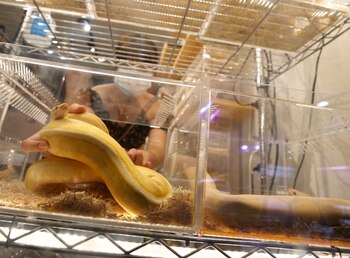 Una serpiente pitón en un